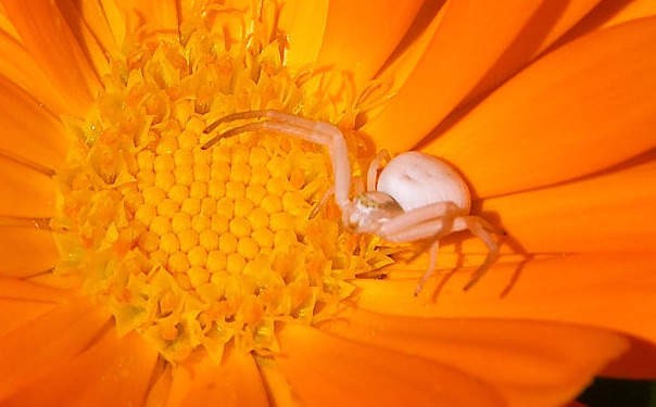 Tizanidine is a short-acting medicine that must be taken only for daily activities that require remedy for muscle mass spasticity.